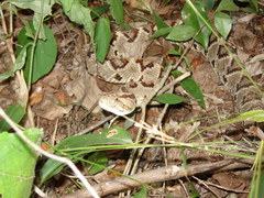 Crotalus tzabcan