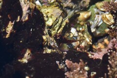 Oligocottus maculosus