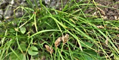 Carex preslii