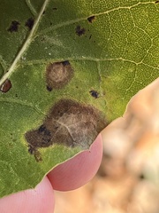 Nepticuloidea