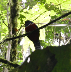 Trogon collaris