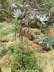 Epilobium anagallidifolium
