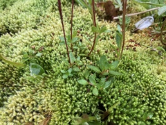 Epilobium anagallidifolium