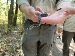Lampropeltis nigra