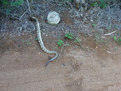 Crotalus tzabcan