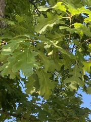 Quercus rubra