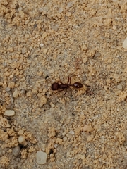 Pogonomyrmex badius