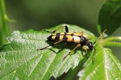 Rutpela maculata