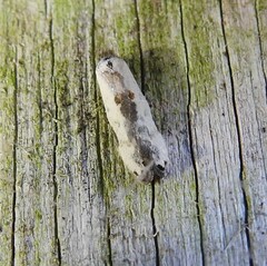 Trachypepla hieropis