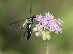 Trichura