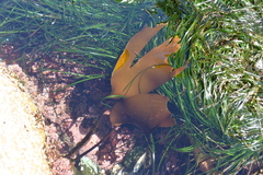 Laminaria setchellii