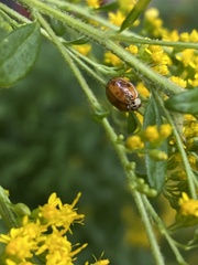 Hesperomyces harmoniae