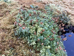 Erythranthe caespitosa