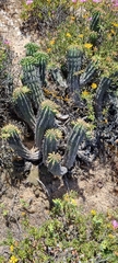 Euphorbia nesemannii
