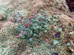 Erythranthe caespitosa