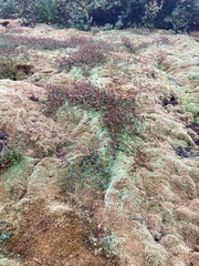 Erythranthe caespitosa