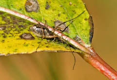 Phalangium opilio