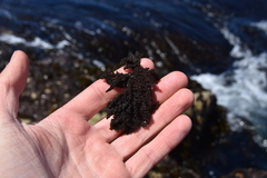 Callithamnion pikeanum