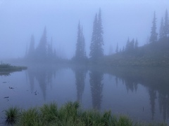 Epilobium anagallidifolium