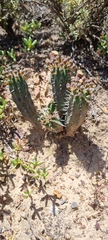 Euphorbia nesemannii
