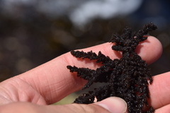 Callithamnion pikeanum