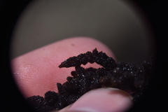 Callithamnion pikeanum