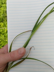 Carex cephalophora