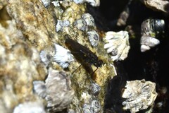 Oedoparena glauca