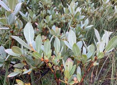 Salix commutata