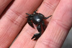 Petrolisthes cinctipes