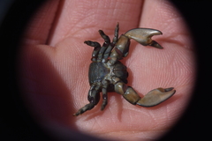 Petrolisthes cinctipes