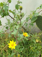 Simsia amplexicaulis