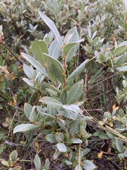 Salix commutata
