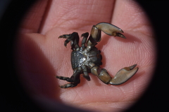 Petrolisthes cinctipes