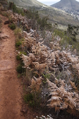 Pteridium aquilinum capense