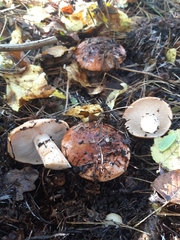 Tricholoma fulvum