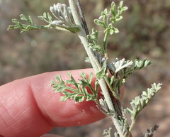 Hermannia pulverata