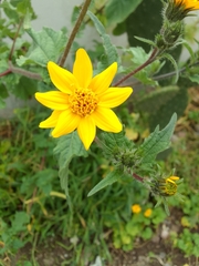 Simsia amplexicaulis