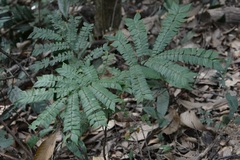 Archidendron clypearia