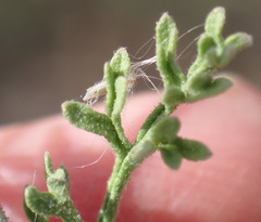 Hermannia pulverata