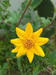 Simsia amplexicaulis