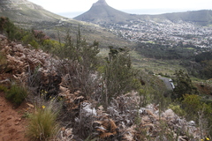 Cliffortia ruscifolia