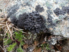 Umbilicaria