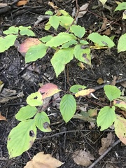 Cornus alternifolia