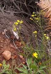 Senecio burchellii