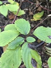 Cornus alternifolia