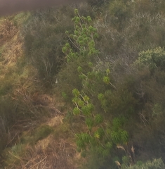 Siphocampylus giganteus