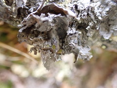 Umbilicaria