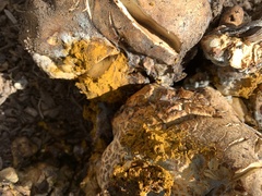 Hypomyces microspermus