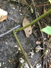 Cornus alternifolia